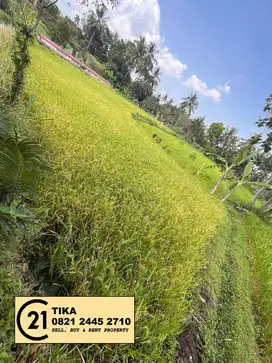 Dijual Murah BU tanah Sawah di Sleman Yogyakarta TK-16043