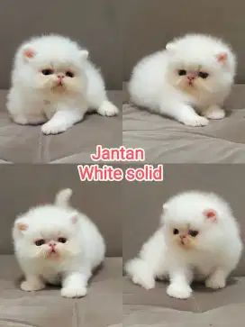 Kitten peaknose jantan lucu