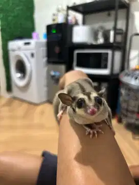 SUGAR GLIDER SEPASANG SUPER JINAK