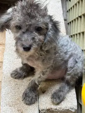 Poodle light silver jantan