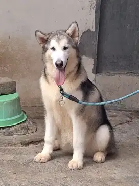 Jl. Alaska malamute