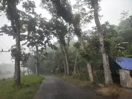 Kebun 1 Ha Pinggir Jalan Aspal