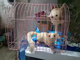 Sugar glider sepasang creminino