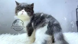 Kucing Persian Peaknose Murah