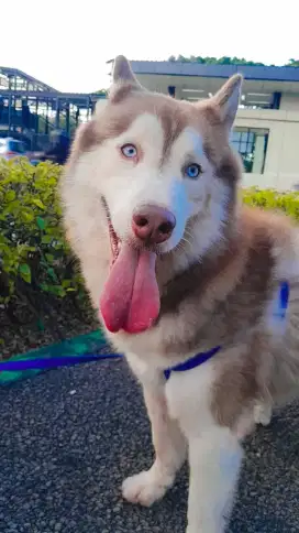 Jual HUSKY UMUR 2 TAHUN