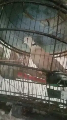 Puter pelung jantan dewasa
