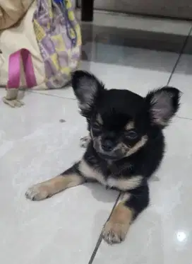 Dijual Anak Chihuahua