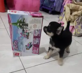 Dijual Anak Chihuahua