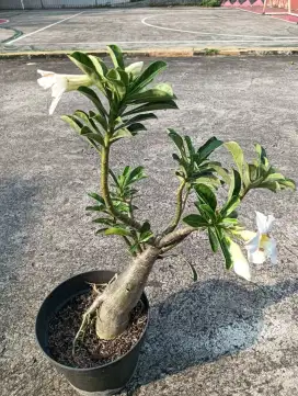Kamboja jepang bunga putih