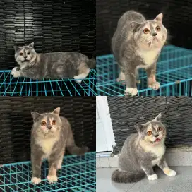 Scottish fold betina indukan (BSH)