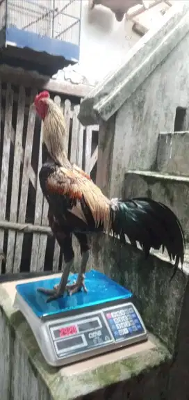 Ayam Pukul Koleng