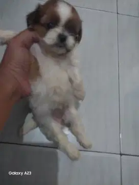 Anjing Shitzu 1 bulan betina