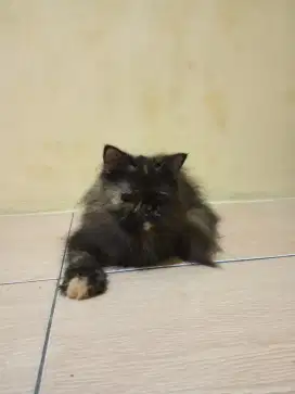 Kucing Persia betina