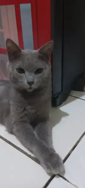 kucing British Short Hair