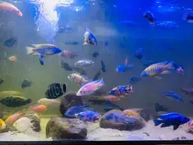 Ikan hias cichlid africa