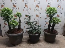 Bonsai anting putri dan serbin micro