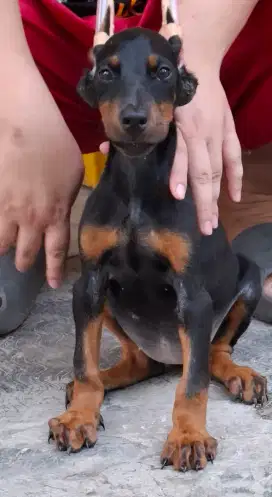 Jual anakan anjing doberman jantan/ betina stb vaksin anjing sehat