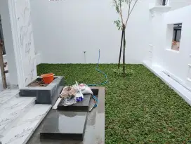 Siap kirim  dan pasang rumput gajah mini