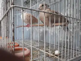 Burung puter irak istimewah