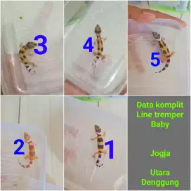 Anakan leopard gecko