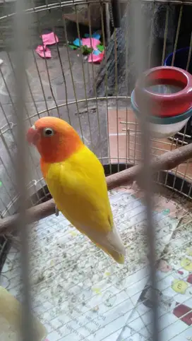 LoveBird lutino Paud