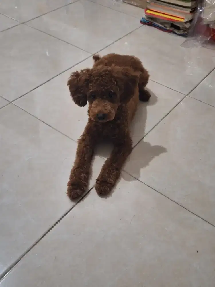 Anjing Toy Poodle Betina Pinter Sehat Lincah [ Harga bisa nego ]