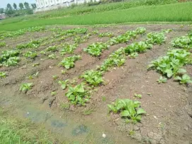 Tanah Murah Jatinangor cocok untuk bangun kosan