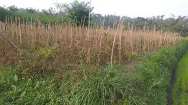 dijual tanah sawah di karangploso