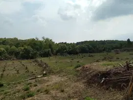 KEBUN LUAS 10 HA KLABANG BONDOWOSO COCOK UNTUK KANDANG AYAM