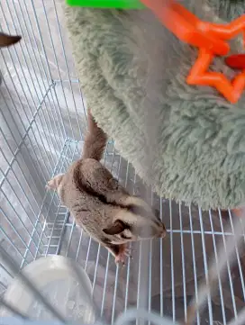 Sugar Glider sepasang murah