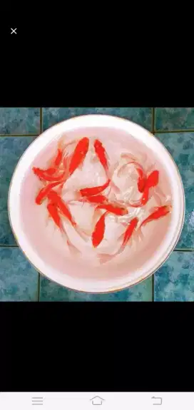 jual paketan ikan komet slayer merah putih 7-10cm