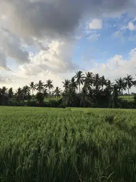 Tanah Kavling Nuansa Alam Tabanan Bali Deket Wisata Tanah Lot Bali.