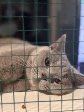 Lepas adopsi anakan bsh impor no shoties munhkin peaknose exo