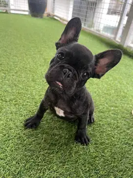 Jual anakan french bulldog