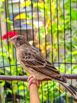 Burung blackthroat betina jebolan