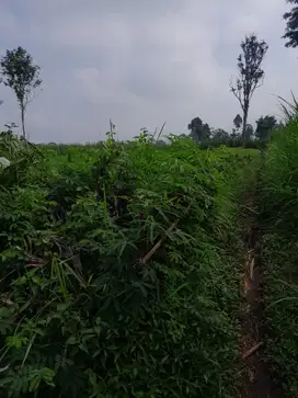 Kebun pinggir jalan aspal