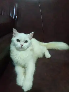 Lepas Adopsi Kucing Persia Betina