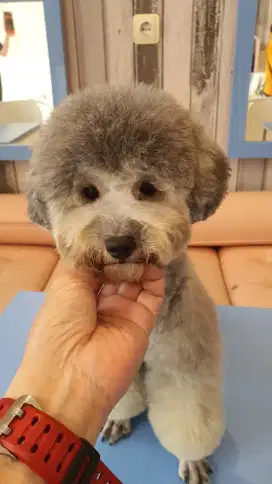 Toy Poodle Silver - Female