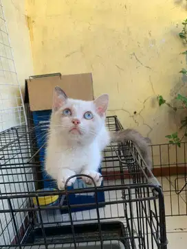 Kucing munchkin ns