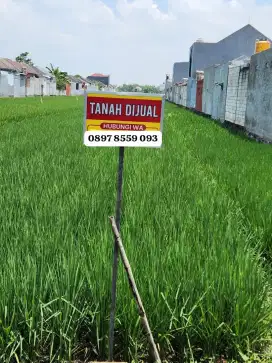 Jual sawah Murah Lokasi padat perumahan