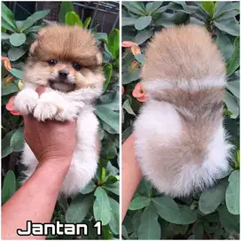 Mini pom jantan & betina puppy stambum