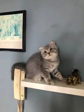 Scottish Fold Kitten Male