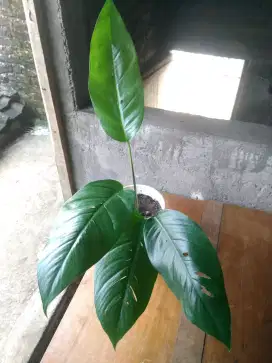 Tanaman Monstera Siap Pajang
