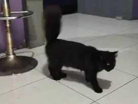 Kucing Persia black solid betina usia 7 bulan