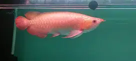 Arwana super red 52-53cm