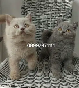 British Shorthair Blue & Lilac