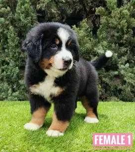 PUPPY BERNESE (2 FEMALE)