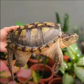 Murah CST Kura-kura Common Snapping Turtle Rawatan SUPER CERAH