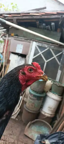 Ayam bangkok super pama