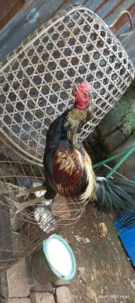 Ayam bangkok pama